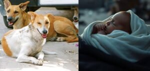 കൊടുംതണുപ്പിൽ ഉപേക്ഷിക്കപ്പെട്ട നിലയിൽ ചോരക്കുഞ്ഞ് രാത്രി മുഴുവൻ സംരക്ഷണം തീര്‍ത്തത് തെരുവുനായ്ക്കൾ