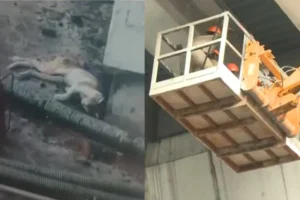 ഓപ്പറേഷൻ മ്യാവു’: മെട്രോ പില്ലറിൽ കുടുങ്ങിയ പൂച്ചയ്ക്കായി രക്ഷാദൗത്യം സർവീസ് നിർത്തി